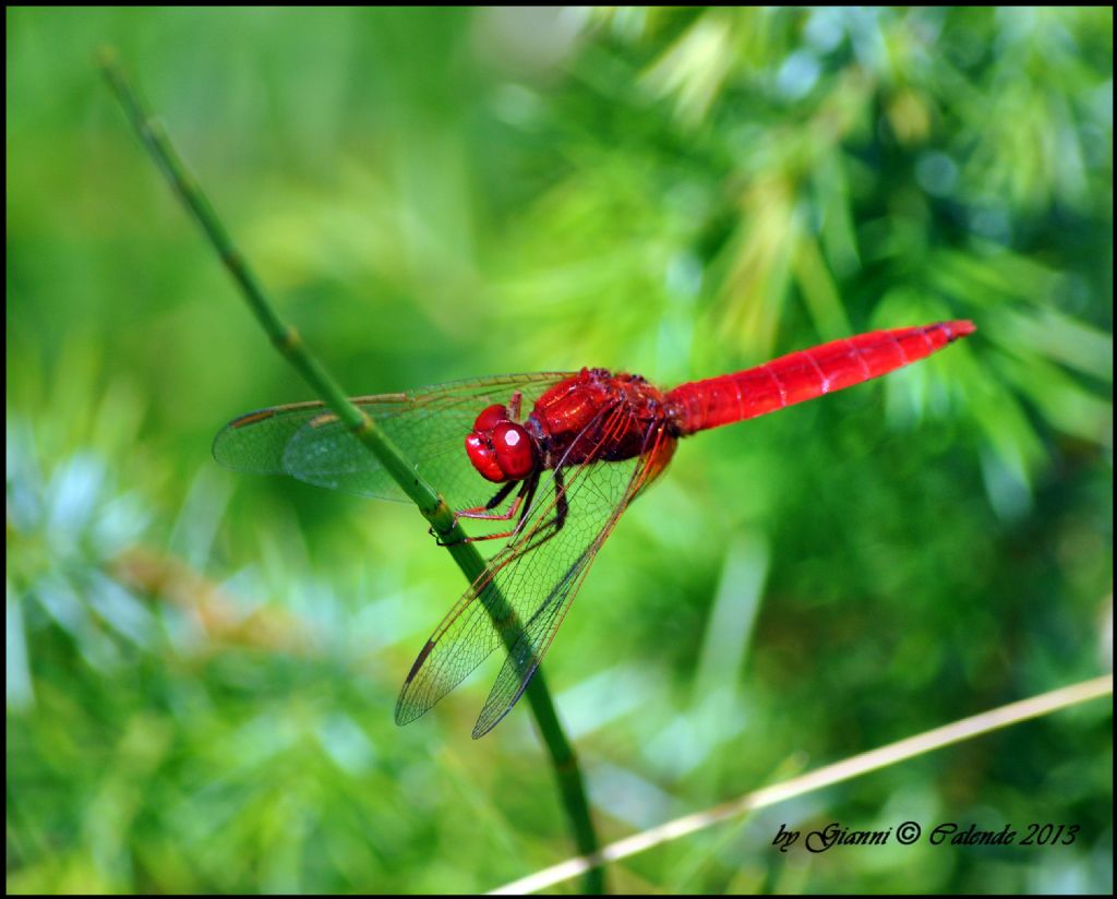 Forse Libellula Sympetrum sanguineum??